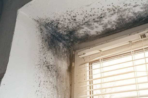 Affordable Basement Mold Removal solutions in Kilmarnock, VA