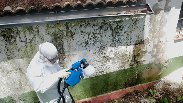 Top rated local Basement Mold Removal specialists in Kilmarnock, VA